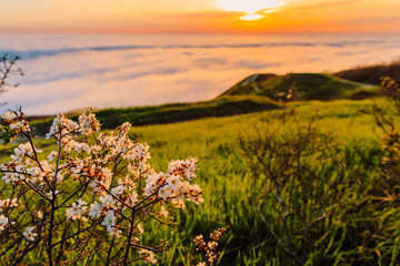 Wall Mural - Fog with flowering tree and mountains with sunset