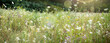 Colorful wildflower meadow in spring. Seasonal natur background with bokeh. Horizontal close-up with short depth of field.