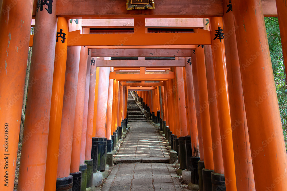 Fototapeten The Senbon Torii 233 Meters Thousands Of Vermilion Torii Gates Of Fushimi Inari Taisha The Trails Lead Into The Forest Of The Sacred Mt Inari Fotos4art De Fototapeten The Senbon Torii 233 Meters Thousands Of Vermilion Torii Gates Of Fushimi Inari Taisha The Trails Lead Into The Forest Of The Sacred Mt Inari Fotos4art De
