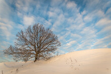Bare Tree In The Winter Landscape With Blue Sky And Motley Clouds
