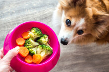 Hand Of The Owner With A Bowl Of Vegetables For The Dog Close-up. Ginger Dog Soft Focus