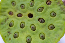 Details Of A Seed Pod Of A Lotus Flower (Nelumbo Nucifera)