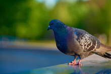 Pigeon In The Park
