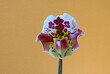 Blühende Frauenschuh-Orchidee (Paphiopedilum)