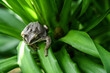 Tree frog  in green background