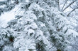 © Mihail - close up pine tree forest branch covered by snow, christmass weekend concept