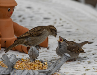 Wall Mural - Closeup shot of sparrows feeding each other