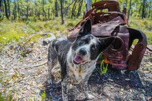 Monty, Crooked Brook forrest. Rusty car body