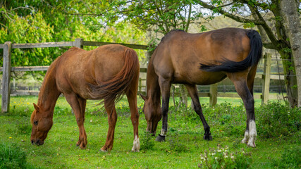 Horses