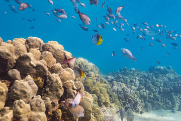 Wall Mural - School of fish swimming over coral reef in tropical ocean