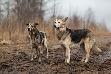  Very dirty and wet mixed breed shepherd dogs