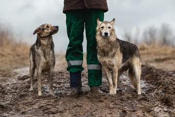 Wall Mural - Very dirty and wet mixed breed shepherd dogs standing near faceless owner