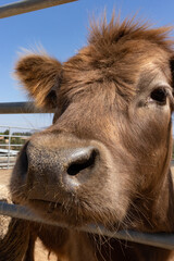 Close up of beautiful mini cow with face close to camera