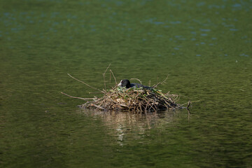 Wall Mural - Coot