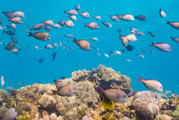 Wall Mural - School of tropical fish swimming over coral reef in clear blue ocean water