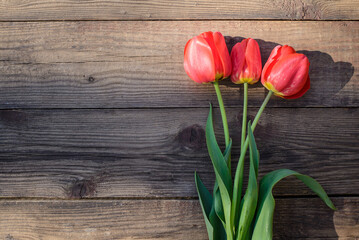 Canvas Print - Red tulips on a wooden background