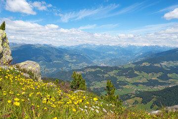 Canvas Print - View of the Alps from a flower meadow