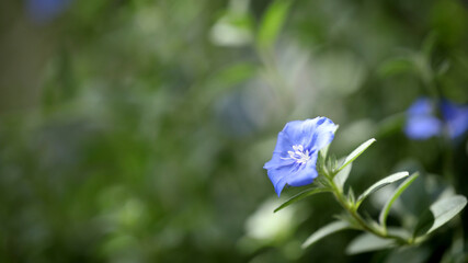 Wall Mural - Purple Ground morning glory flower closeup