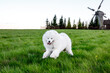 Samoyed dog in green meadow.