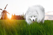 Samoyed dog in green meadow.