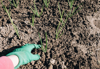 Grooming young onions in your garden on a sunny day.