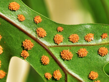Sporangia On The Ventral Side Of The Frond Of A Fern.