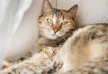 Wall Mural - The domestic cat is resting. Serious cat looking at the camera.