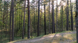 Fototapeta Na ścianę - A small path in a pine forest