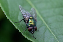 Green Golden Fly On Leaf Incredible Detail Shallow Depth Of Field