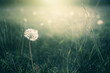 Forest meadow with fresh green grass and dandelions. Selective focus. Beautiful summer nature background.