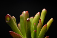 Portrait Of A Crassula Ovata Gollum Succulent Plant