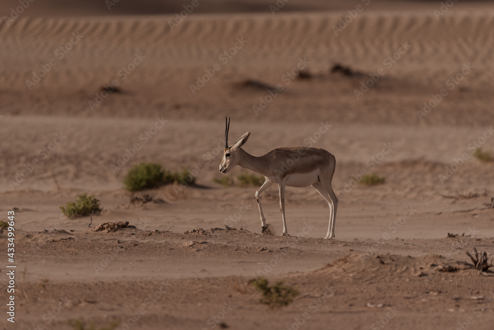 Gazelles in the Arabian Desert in Dubai - UAE.... These majestic ...