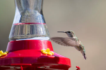 Wall Mural - Beautiful hummingbird drinking at a bird feeder during a hot summer day