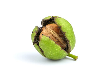 Walnut in cracked pericarp isolated on white background