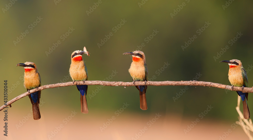 White fronted Bee eater (Merops bullockoides) sitting above above the nest holes in the riverbed of the Zambezi before bringing the insects to the young birds in Mana Pools National Park in Zimbabwe  - obrazy, fototapety, plakaty 