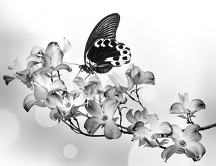 Wall Mural - butterfly and flowers - black and white