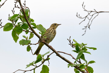 Sticker - Baumpieper //  Tree Pipit (Anthus trivialis)