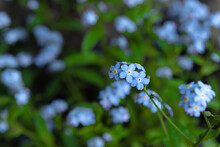 Close-up Of Forget-me-not Flowers (Myosotis L.), With Bright Green Leaves, Tiny Blue Flowers On A Blurred Background