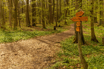 signpost in the hainich national park in thuringia