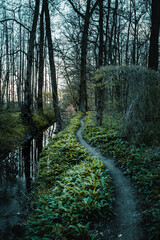 Wall Mural - Mystic and dark nature vibes of a oak tree avenue in the outdoor forest on a rainy and foggy day. Mysterious view of the green nature