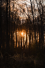 Wall Mural - Natural warm bright orange summer sunset light in the forest on a peaceful natural evening day with long shadows in the beautiful forest scene with natural fresh grass