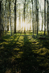 Wall Mural - Sun light coming through the leaves of the summer trees with warm magic light. 