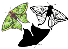 Three Species Of Butterflies Graellsia Isabellae Are Bright Green In Cartoon Style, Doodle Style And Black Silhouette. Stock Vector Illustration Isolated On White Background.