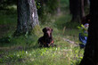 Brązowy pies leżący wśród drzew