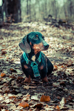 Portrait Of A Dachshund Dog In A Forest Scenery