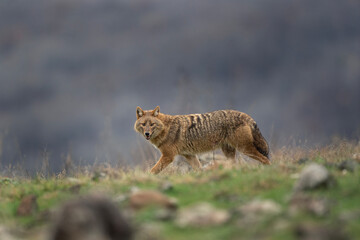 Poster - Golden jackal in Rhodope Mountains. Scavengers looking for food. Jackal in Bulgaria mountains. European wildlife. 