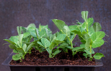 Wall Mural - young pea seedlings