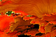 Closeup Of The Underside Of Orange Shelf Fungus Also Known As Sulfur Shelf Fungus Seen While Hiking In The Pacific Northwest