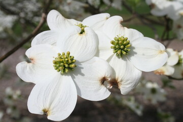 Canvas Print - Blooming White Dogwood 2021 I 