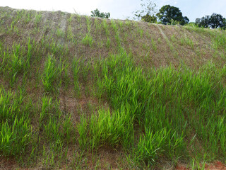 Wall Mural - Permanent slope protection with the natural grass using the hydroseed method. The grass used to stabilizes the slope structure and prevent slope erosion. Effective and less maintenance. 
